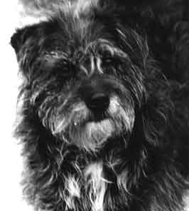 hund.jpg (7045 bytes)